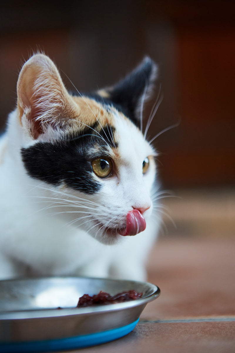 Raw Cat Food Diet Raw Love Pets